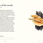 "Chicken of the woods" und "Laetiporus sulphureus" mit Text über Details und Illustration eines orange-gelben Pilzes an einem Baum