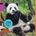Wo leben riesige Pandas? In China. Riesige Pandas leben in kühlen, feuchten Bergwäldern und lieben Bambus.