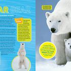 "POLAR BEAR" in großen Buchstaben, mit Fakten über Eisbären und deren Lebensraum. Rechts ein Bild von Eisbären.
