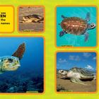 Text über Meeresschildkrötenarten. Bilder von Schildkröten mit Beschriftungen: Flatback, Kemp's Ridley, Hawksbill, Loggerhead, Olive Ridley, Leatherback.