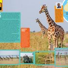 Text konzentriert: Giraffe, SAFETY FIRST, OBSERVATION TIPS. Bild: Mehrere Giraffen in einer grasigen Landschaft, Karte Afrikas.