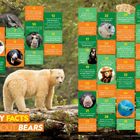 "50 Furry Facts About Bears" steht groß im Vordergrund. Ein weißlicher Bär auf einem Baumstamm im Wald.