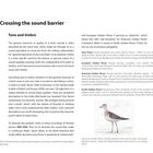Part 1: Crossing the sound barrier. Tone and timbre. Grey Plover, European Golden Plover, American Golden Plover. APP-007 bis APP-010. 
