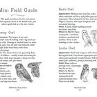 Texte: Mini Field Guide, Tawny Owl, Barn Owl, Little Owl. Beschreibungen und Zeichnungen von Eulen mit Merkmalen und Lebensräumen.
