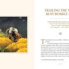 "TRAILING THE VERY BUSY BUMBLE BEE. Tricolored Bumble Bees (Bombus ternarius). LOCATION: On a tansy (Tanacetum vulgare)." Links ein Foto einer Hummel auf gelben Blüten. Rechts Text über Bienenbeobachtung.