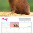 Kalenderseite für Mai 2027. Ein Capybara sitzt auf sandigem Boden vor verschwommenem grünen Hintergrund.