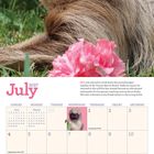 Text: "July 2027". Ein träges Faultier liegt mit geschlossenen Augen im Gras neben pinken Blumen.