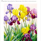 7. September, Dienstag 2027. Aquarell-Illustration von gelben und violetten Irisblumen, viele grüne Blätter.