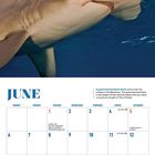 JUNI. Großer Hammerhai schwimmt nahe der Oberfläche auf den Bahamas. Kalender mit wichtigen Daten.