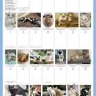 März-Kalender mit Katzenfotos, Zitat von Jean Cocteau: "I love cats because I enjoy my home; and little by little...".
