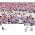 "3rd Wednesday" und "March" sind hervorgehoben. Viele rosa Flamingos stehen im Wasser. Oberer Rand zeigt "PHOTO OF THE DAY".