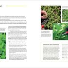 "Gathering the First Herbs of the Year" - Anleitung für das Ernten von Blättern, mit Bildern und Tipps zum Ernten nach Mondphasen.