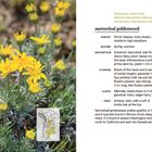 "Narrowleaf goldenweed": Beschreibung und Habitat. Links gelbe Blumen mit grünen, nadelartigen Blättern. Karte unten.