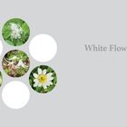 Text: "White Flowers". Fünf kreisförmige Fotos von weißen Blüten, angeordnet auf grauem Hintergrund.