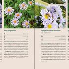 Aster ×frikartii, Aster tongolensis, Symphyotrichum dumosum, Symphyotrichum ericoides. Lavendel, blau, lila, blassviolett, weiß.