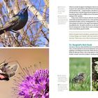 Texte: 
- "WHERE: 701 S Franklin St, Denver, CO...
- "PARKING: Free parking lots and street...
- "DIFFICULTY: Easy..."

Links ein schwarzer Vogel auf Ästen. Rechts rosa Blüte und ein Kolibri. Darunter ein Nimmersatt am Gras und weiße Blume.