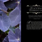 "Black Magic Elephant Ears", Beschreibung von Pflanzenmerkmalen. Links große, dunkle Blätter, dekorative hellgelbe Verzierungen.