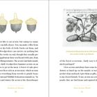 Seite 10: "Studies in Nature".  
Seite 11: "How Acorns Work".  
Links: Drei Eicheln.  
Rechts oben: Botanische Illustration von 1560 mit zwei Eicheln.