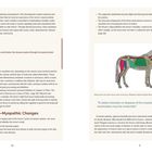 Links: "Myokines", "stimulate metabolic processes", "inhibit pain perception". Rechts: Pferdeillustration mit Muskeln, Text über Muskelsystem.