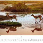 "Impalaantilopen am Wasserloch." Zwei Antilopen stehen an einem Wasserloch mit Reflexionen, umgeben von Vegetation.