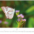 Kalenderblatt für Februar mit einem Schmetterling auf lila Blüten, unscharfer, grüner Hintergrund.