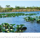 Everglades. Kalenderseite für Februar mit Wasserpflanzen und Bäumen am Ufer unter blauem Himmel.