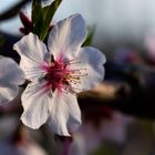 Nahaufnahme einer zarten, weißen Blüte mit rosa Akzenten und gelben Staubblättern.