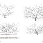 Die Erziehung eines formlosen Pfirsichspaliers ohne Mitteltrieb. Zeichnungen von Baumstrukturen in Schwarz-Weiß.