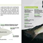 Text: "Rotauge/Plötze", "Tutlius rutilus", "Friedfische", "Kenzeichen", "Wie, wo & wann fangen?". Bild zeigt ein Fischdiagramm und eine Rotauge.