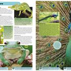 Grüner Planet: Grüne Tiere. Größter Pfau. Größter Laubfrosch. Schwerste Schlange. Bild mit Pfau und Chamäleon.
