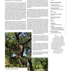 Titel: Robinie von Basedow, Mecklenburg-Vorpommern. Beschreibung eines Baum-Allee-Merkmals mit Bildern alter Robinienbäume.