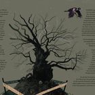 Text beschreibt das Finden eines Frauenskeletts in einer Ulme und den Versuch, ihre Identität zu ermitteln. Links Baum und Krähe.