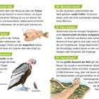 Texte: 77. Geheimnisvolle Tiefe, 78. Licht im Dunkel, 79. Große Spannweite, 80. Wertvolles Gericht, 81. Klare Aufgaben, 82. Lang gemauert. Illustrationen: Anglerfisch, Andenkondor, Zwerghuhn, Trüffel, Nacktmull, Chinesische Mauer.