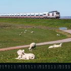 April. Ein Zug fährt auf einem Damm. Auf der Wiese weiden Schafe unter blauem Himmel. Im Hintergrund das Meer.