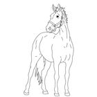 Linienzeichnung eines Pferdes mit Zaumzeug, das elegant zur Seite blickt. Minimalistische Darstellung in Schwarz-Weiß.