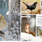 Der Text beschreibt Tiere: Feldsperling, Amsel, Waschbär, Eichhörnchen, Grünfink und Steinmarder. Schneefall ist sichtbar.