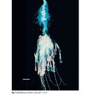 Text: "fig. 1 Bathyphysa conifera, scale bar = 2 cm". Eine leuchtende, transparente Meereskreatur mit langen, feinen Tentakeln.