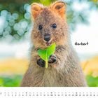 Der Name "Herbert" steht neben einem Quokka, das ein Blatt hält. Unten ist ein Kalender für Februar zu sehen.