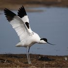 Ein Vogel mit schwarz-weißen Federn steht am Ufer eines Gewässers und breitet seine Flügel aus.