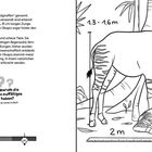 Text: "Okapis werden auch 'Waldgiraffen' genannt... kaum erforscht werden." Illustration eines Okapis mit Messangaben 1,3-1,6m hoch, 2m lang.