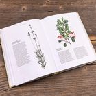 Speiklavendel, Weißdorn. Lavendel- und Weißdornpflanzen in Illustrationen in einem offen liegenden Buch auf Holztisch.