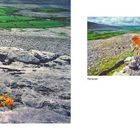 Zwei Landschaftsbilder vom Burren: grüne Felder und Felsen. Gelbe Blumen wachsen in einem der Steinspalten.