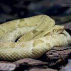 „Biss zum Abend tod. Eine Begegnung mit der einheimischen Lanzenotter endet zumeist vor…”

Eine gelbe Schlange liegt auf Rinde.