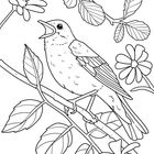 Illustration eines singenden Vogels auf einem Ast, umgeben von Blättern und Blumen.