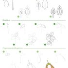 Oben: "Bäume", Mitte: "Basilikum", Unten: "Flügelnüsse des Bergahorns". Skizzen zeigen jeweils Stufen des Zeichnens.