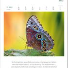 "Die Eindringlichkeit seines Blicks..." steht über einem Schmetterling mit auffallenden Augenflecken auf leuchtend bunten Flügeln.