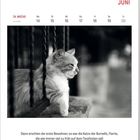 „Dann erschien der erste Bewohner; es war die Katze der...“ Oben Kalenderblatt: Juni, Woche 24. Schwarz-weißes Katzenfoto.