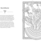 „Kornblume: Diese auffälligen blauen Blumen wachsen auf Feldern.“ Rechts eine detaillierte schwarz-weiße Illustration von Kornblumen.
