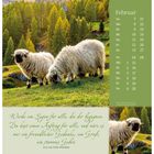 Kalender für Februar; Zitat: "Werde ein Segen für alle...". Zwei Schafe auf einer Wiese mit Tannen im Hintergrund.