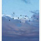 Kalenderblatt: Monat „2“, eine Woche ist hervorgehoben. Zeigt Vögel am Himmel vor Wolken in der Dämmerung.